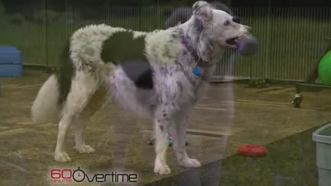The smartest dog in the world
