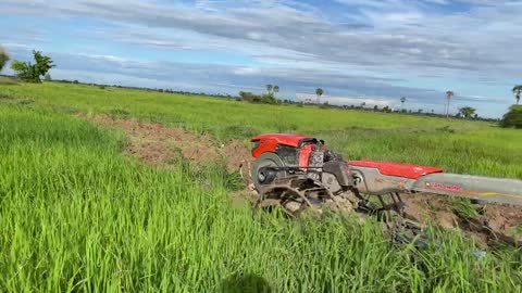 Tractor Plowed Rice Discard