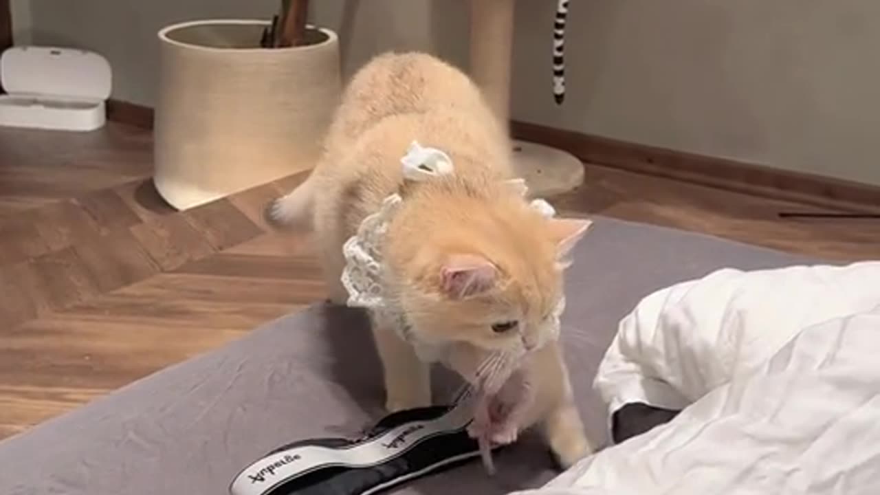Funny Cats Videos Funny Video