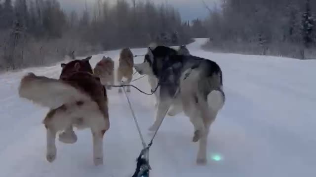 Husky Dog Sledding & Mushing Experience in November in Fairbanks, Alaska