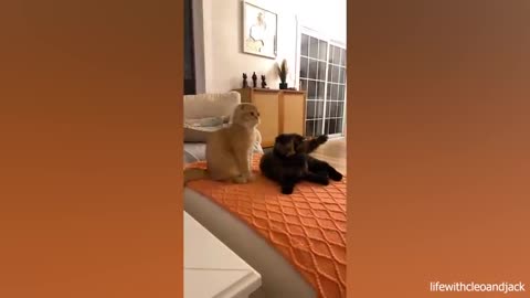 Funny cats | videos | 2023 | Rumble | china🇨🇳