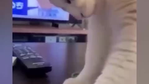 FUNNIEST ANIMALS 2023