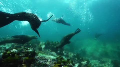 Avatar_ The Way of Water _ Keep Our Oceans Amazing