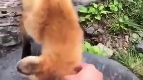 Best Funny Animal Videos of the year (2023), funniest animals ever