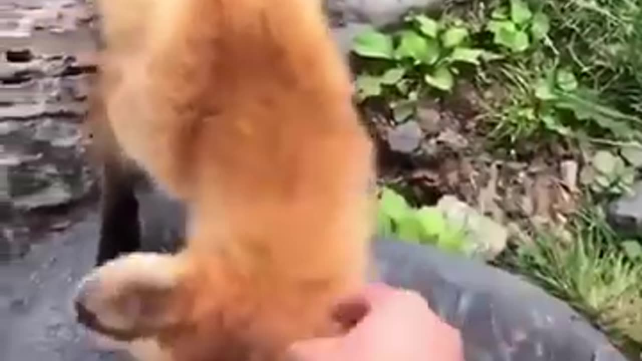 Best Funny Animal Videos of the year (2023), funniest animals ever