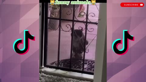 Funny Animal Compilation