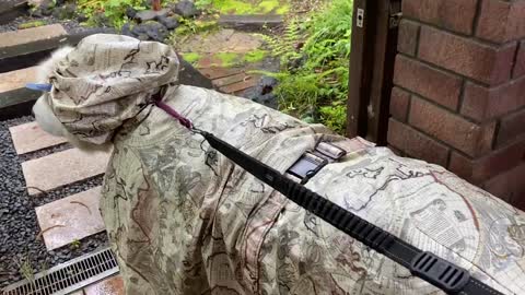【ルンルンの裏庭】小雨だったので簡易タイプのカッパで散歩へ行ったアラン