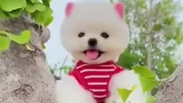 Very cute and funny dog