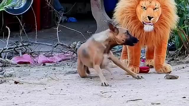 Frighten a sleeping dog by placing a lion doll in front of it