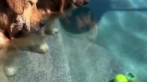 FUNNY AND CUTEST GOLDEN RETRIEVERS