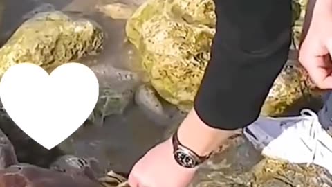 Dying Turtle Rescued