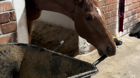 Funny Horse Wants to Get to Work