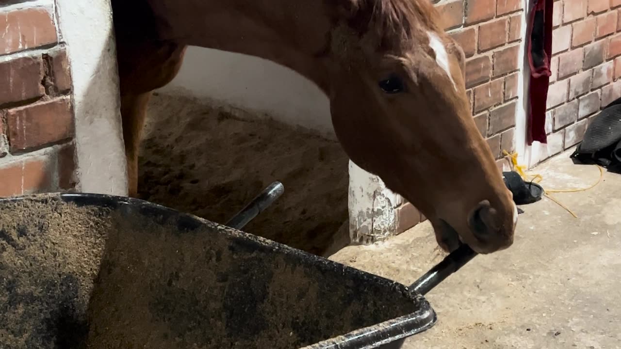 Funny Horse Wants to Get to Work