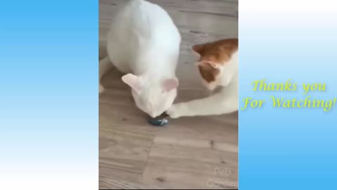 Funny cats and dogs clips