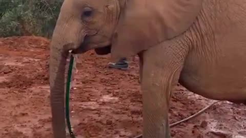Elefante tomando água na mangueira