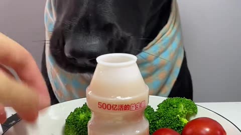 Feed the puppy today