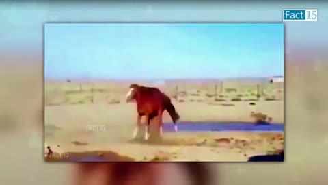Funny Animals Video 2022