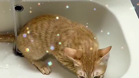 Funny cat 😂😂