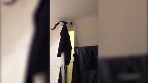 Cute Funny Dog videos ❤️❤️❤️