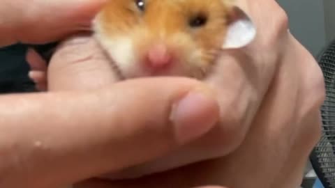 Chill hug Hamsters