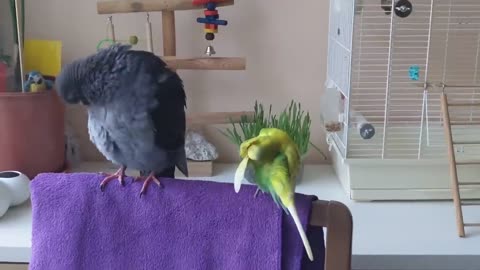 Budgie talking to pigeon