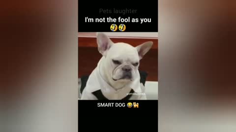 Cat Fart Into Microphone - Dog Fart Into Microphone.mp4