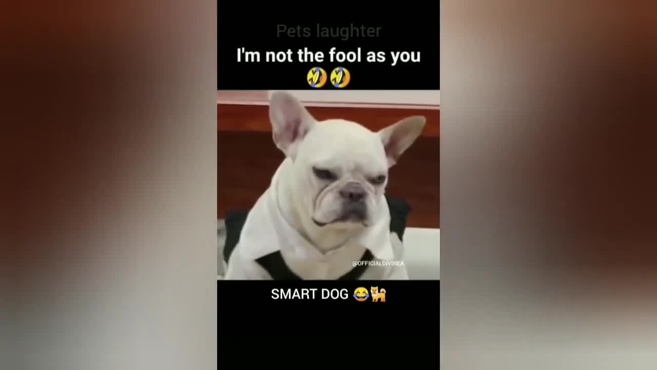 Cat Fart Into Microphone - Dog Fart Into Microphone.mp4