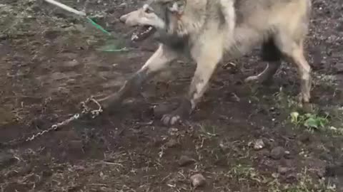 Wolf rescue from trapped #animals