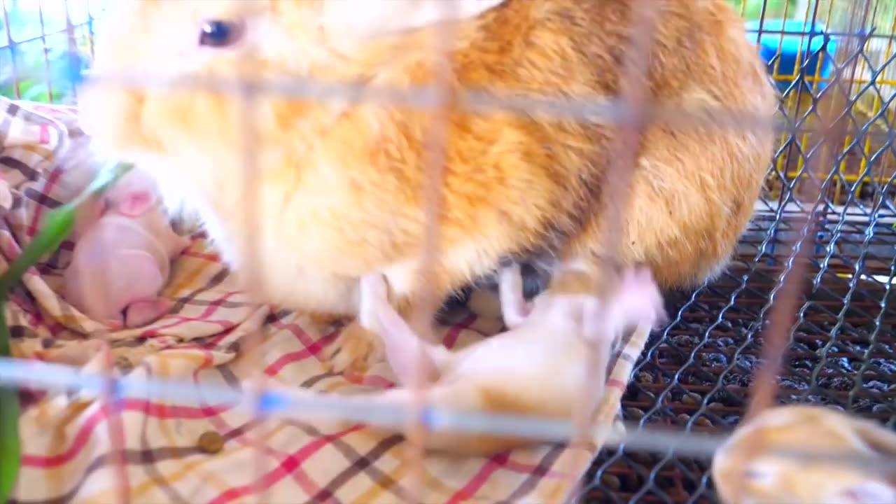 Nastya and papa sleeping at farm sheep Family fun trip | like and suscribe