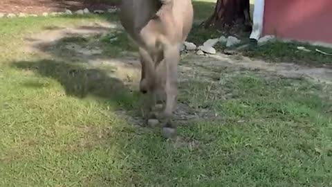 Love is the strongest force #shorts #shortvideo #video #virals #videoviral