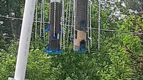 June 16 2023 AD BIG BIRD FEEDER HACK 🐦 🚫 Mangeoire Non pour les gros