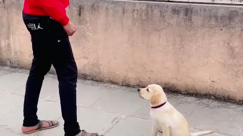 Dog training
