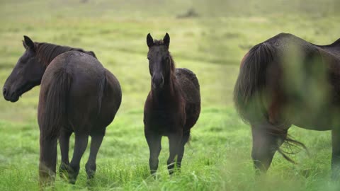 Horse Staring At The Camera