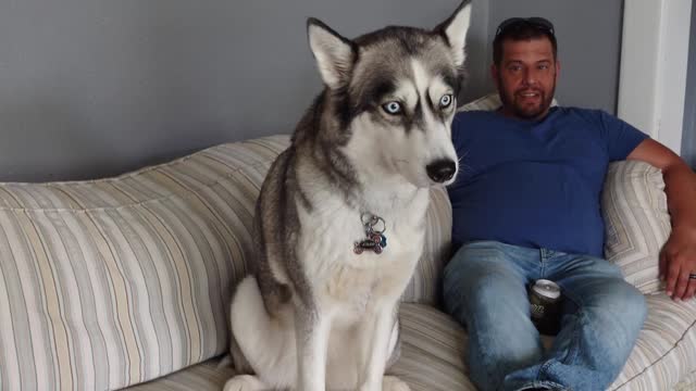 Husky Howls for Outsider's Attention