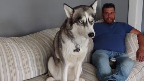 Husky Howls for Outsider's Attention