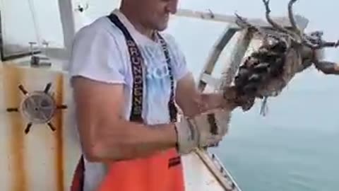 Life As A Lobster Fisherman