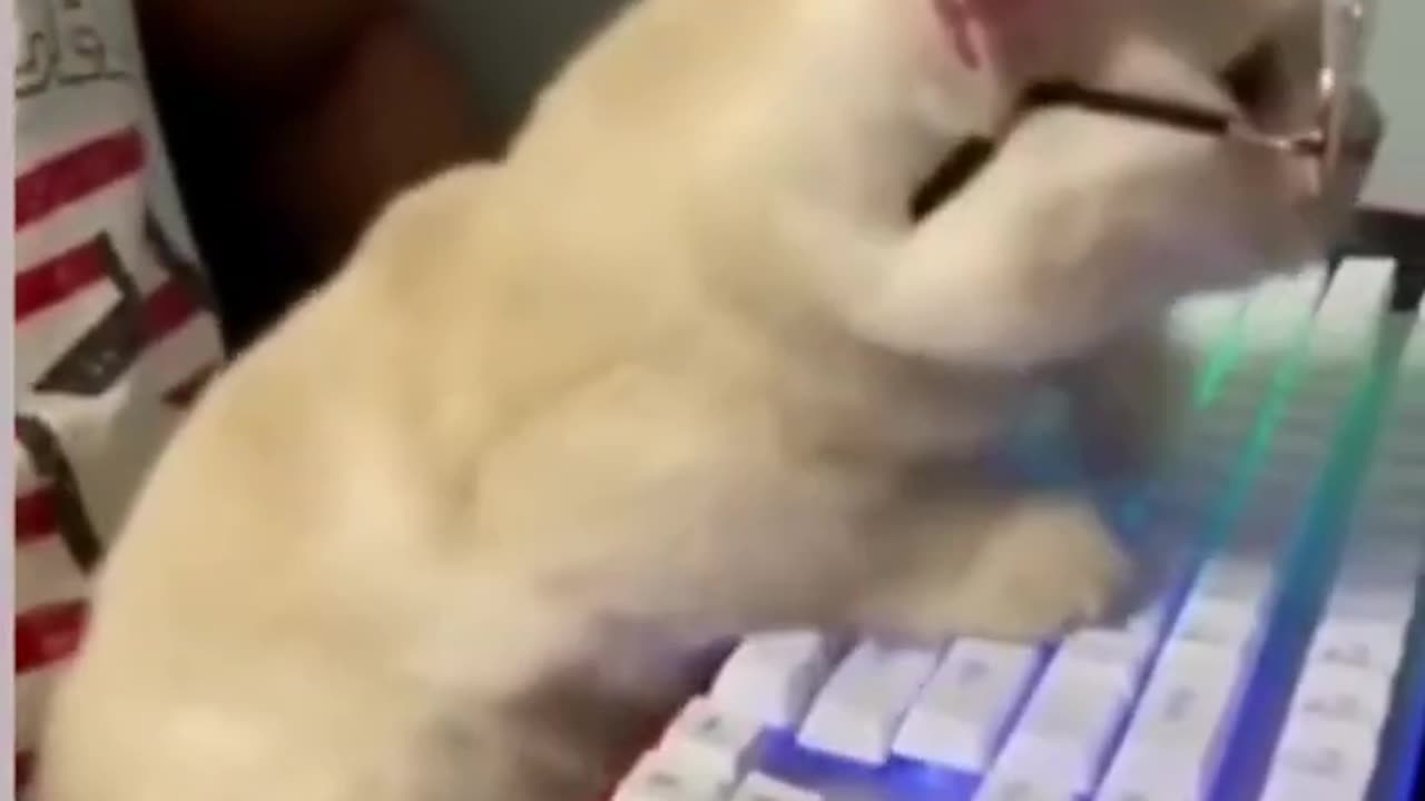 Best Animal Videos Of The Month