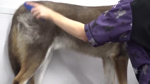 What your pet groomer doesn't tell you...