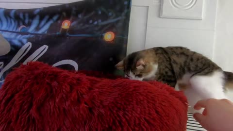 Let me check this out, human