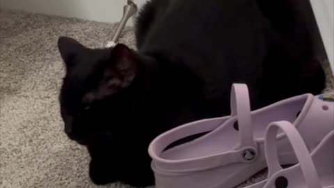 Adopting a Cat from a Shelter Vlog - Cute Precious Piper is a Shoe Loaf #shorts