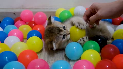 Cat playing with Balls 🐱