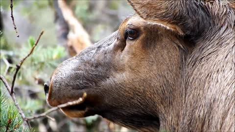 elk_animal_forest_chewing_eating