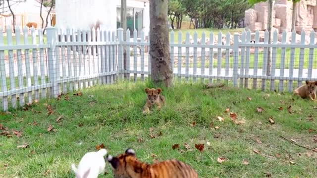 The Kung Fu White Rabbit battles the little tiger and the little lion.