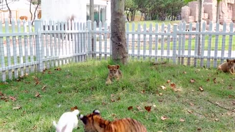 The Kung Fu White Rabbit battles the little tiger and the little lion.