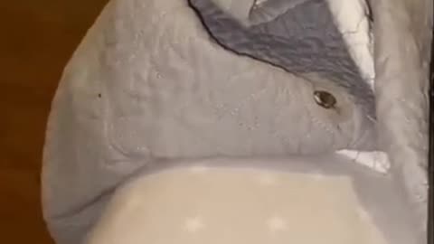 Stay Classy Kentucky