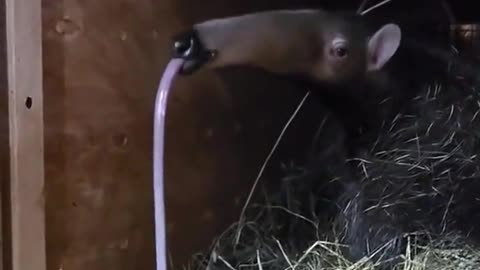 Ever seen an anteater yawn