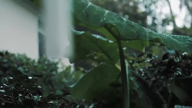 Rain status video || Barish whatsapp status and natural status video #shorts #youtubevideo