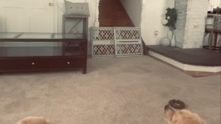 Golden Retrievers watching themselves on t.v.