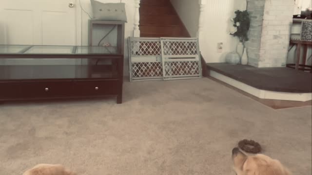 Golden Retrievers watching themselves on t.v.
