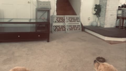 Golden Retrievers watching themselves on t.v.